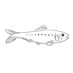 Herring fish vector illustration