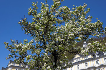 Baumblüte vor Kurhotel in Bad Ems an der Lahn und blauer Himmel im Frühling - Unesco...