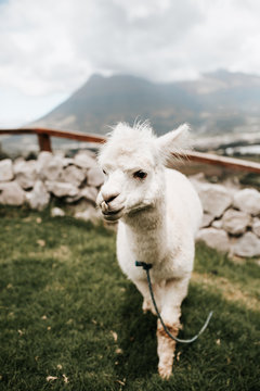 Alpaca grazing