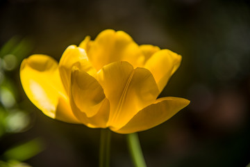 delicate yellow tulip on black background