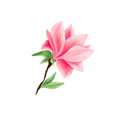 Magnolia flower in blossom, beautiful branch for logo design, isolated illustrations set. Pink floral sketch drawings. Spring blossom realistic cliparts. Wildflowers pencil texture.