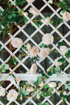 A wall overgrown in roses, closeup