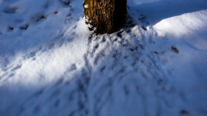 Winter snowy forest near Moscow