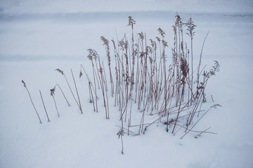 Winter snowy forest near Moscow