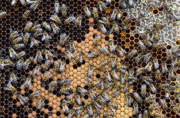 Honey bees on the home apiary