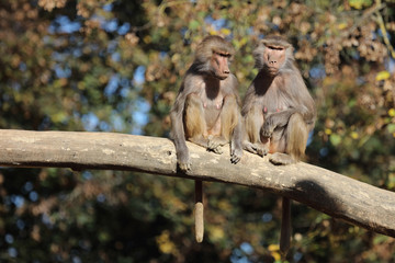 Mantelpavian / Hamadryas Baboon / Papio hamadryas.