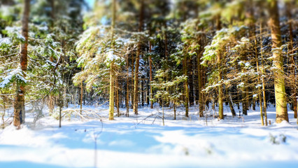 Winter snowy forest near Moscow