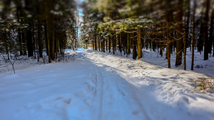 Winter snowy forest near Moscow