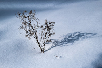 Fototapeta na wymiar Winter snowy forest near Moscow