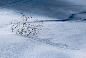Fototapeta na wymiar Winter snowy forest near Moscow