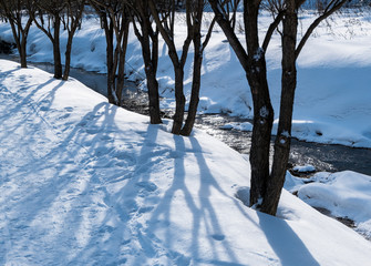 Winter snowy forest near Moscow