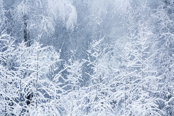 Winter snowy forest near Moscow