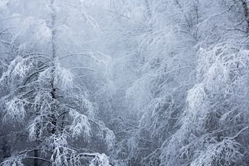 Winter snowy forest near Moscow