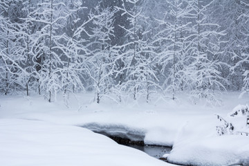 Winter snowy forest near Moscow