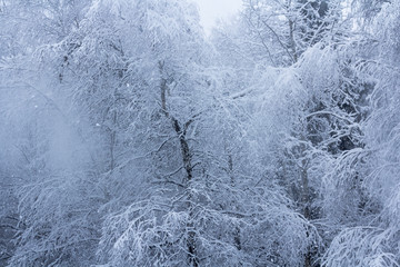 Winter snowy forest near Moscow