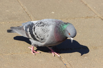 A sad pigeon walks along a stone path in the Park on a Sunny day