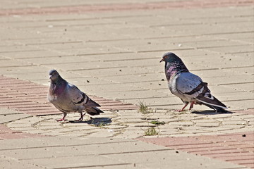 The mating season of birds - a male pigeon courting a female of a dove