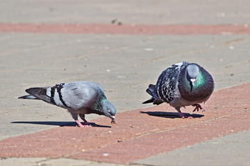 The mating season of birds - a male pigeon courting a female of a dove