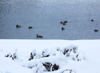 Winter snowy forest in December