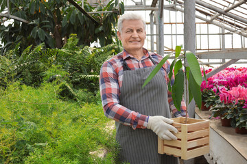 Mature man holding wooden crate with tropical plant in greenhouse. Home gardening