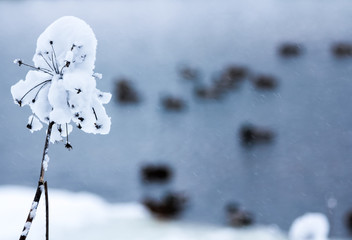 Winter snowy forest in December