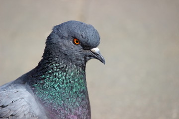 Fototapeta premium Surprised the dove close-up