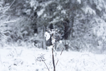 Winter snowy forest in December