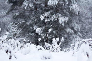 Winter snowy forest in December