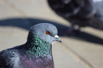 Gray green blue pigeon in the park close up
