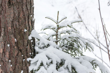 Winter snowy forest in December