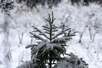 Winter snowy forest in December
