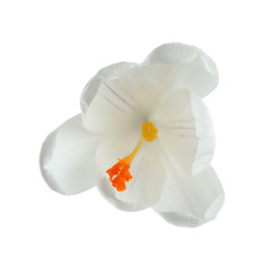 Fototapeta na wymiar Beautiful spring crocus flower on white background, top view