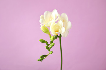 Fototapeta na wymiar Beautiful freesia with fragrant flowers on color background