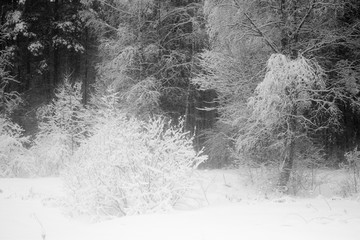 Winter snowy forest in December