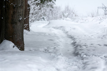 Winter snowy forest in December