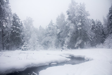 Winter snowy forest in December
