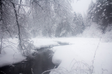 Winter snowy forest in December