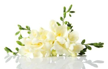 Bouquet of fresh freesia flowers isolated on white - obrazy, fototapety, plakaty