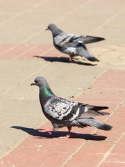Two grey and white pigeon walking on the stone path