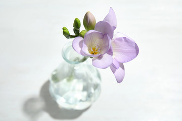Beautiful fresh freesia with fragrant flowers in vase on white background