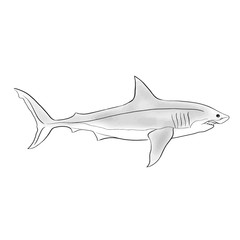 Shark fish vector illustration