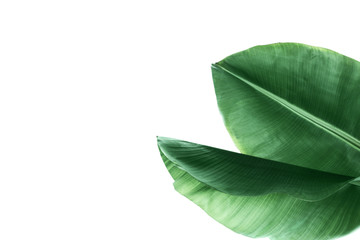 Obraz premium Fresh green banana leaves on white background, top view. Tropical foliage