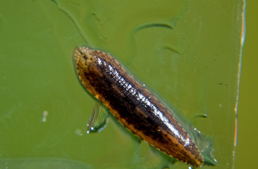 Leech on the glass. Bloodsucking animal. subclass of ringworms from the belt-type class. Hirudotherapy