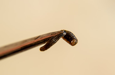 Leech on the tweezers. Bloodsucking animal. subclass of ringworms from the belt-type class. Hirudotherapy