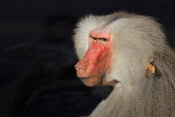 Mantelpavian / Hamadryas Baboon / Papio hamadryas.