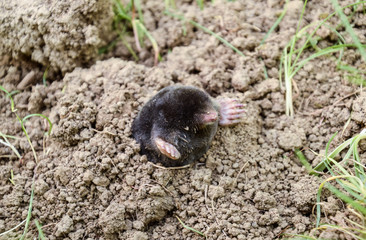 mole climbs out of the hole. Black mole. A mound of earth from a mole. An underground animal is a mole.