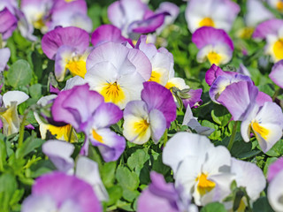 Blühende Hornveilchen, Viola cornuta