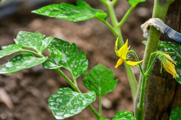 Cultivate tomatoes in the Garden