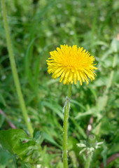 Nahaufnahme einer Löwenzahnblüte in einem Park in Köln. Der Frühling lässt die schönste Sprache der Welt sprechen. Blumen.