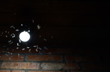 Obraz na płótnie Canvas Night insects at a bulb